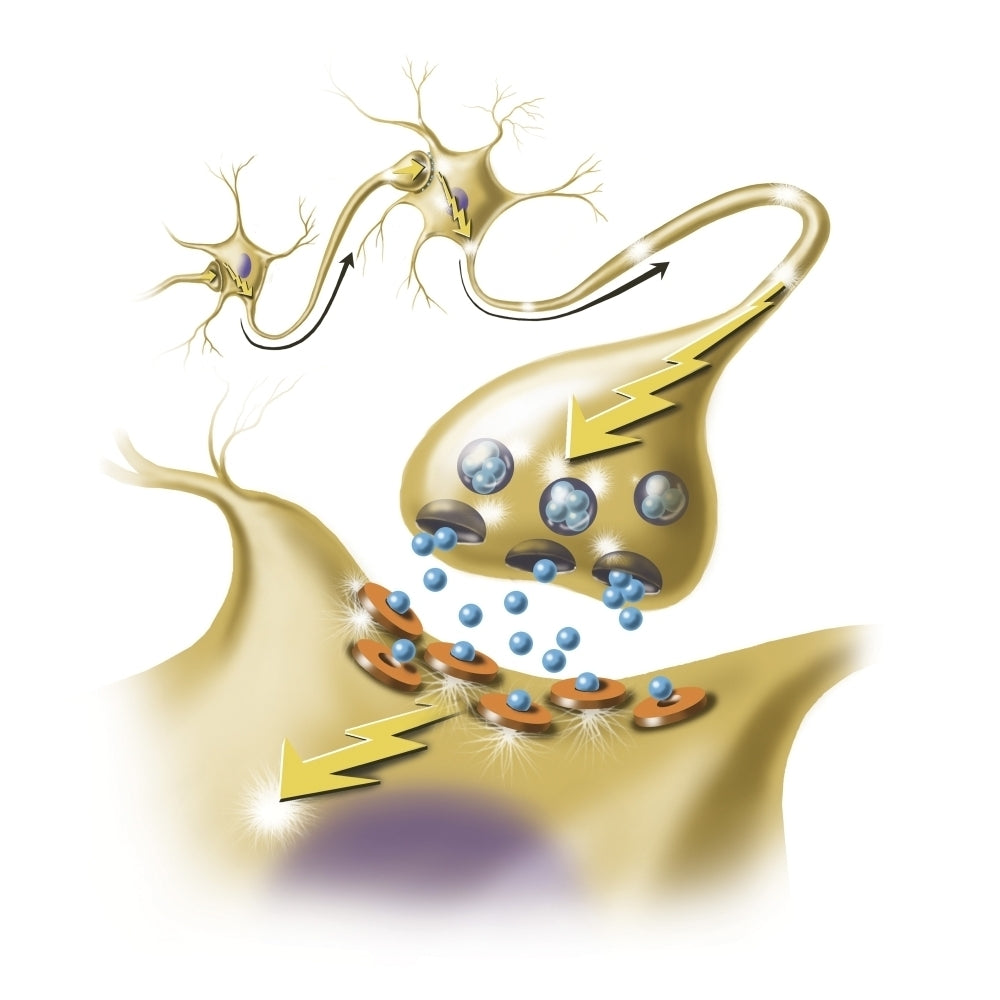 A nerve synapse showing the release of neurotransmitters. Poster Print by TriFocal Communications/Stocktrek Images (13 x Image 1