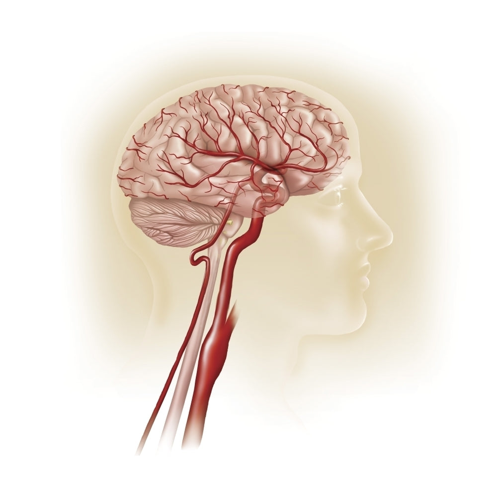 Side view of human brain showing internal carotid artery. Poster Print by TriFocal Communications/Stocktrek Images Image 2