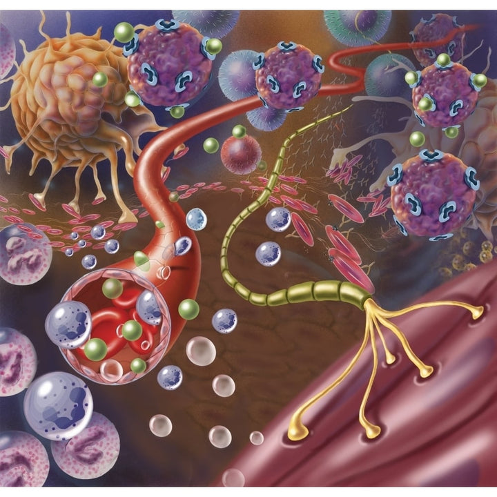 Nerve with myelin sheath seen in lower right connects with muscle. Poster Print by TriFocal Communications/Stocktrek I Image 1