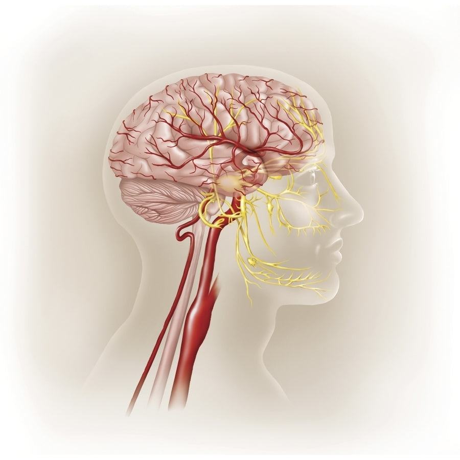 Detail of ateries of the human head and the trigeminal nerve. Poster Print by TriFocal Communications/Stocktrek Images Image 1