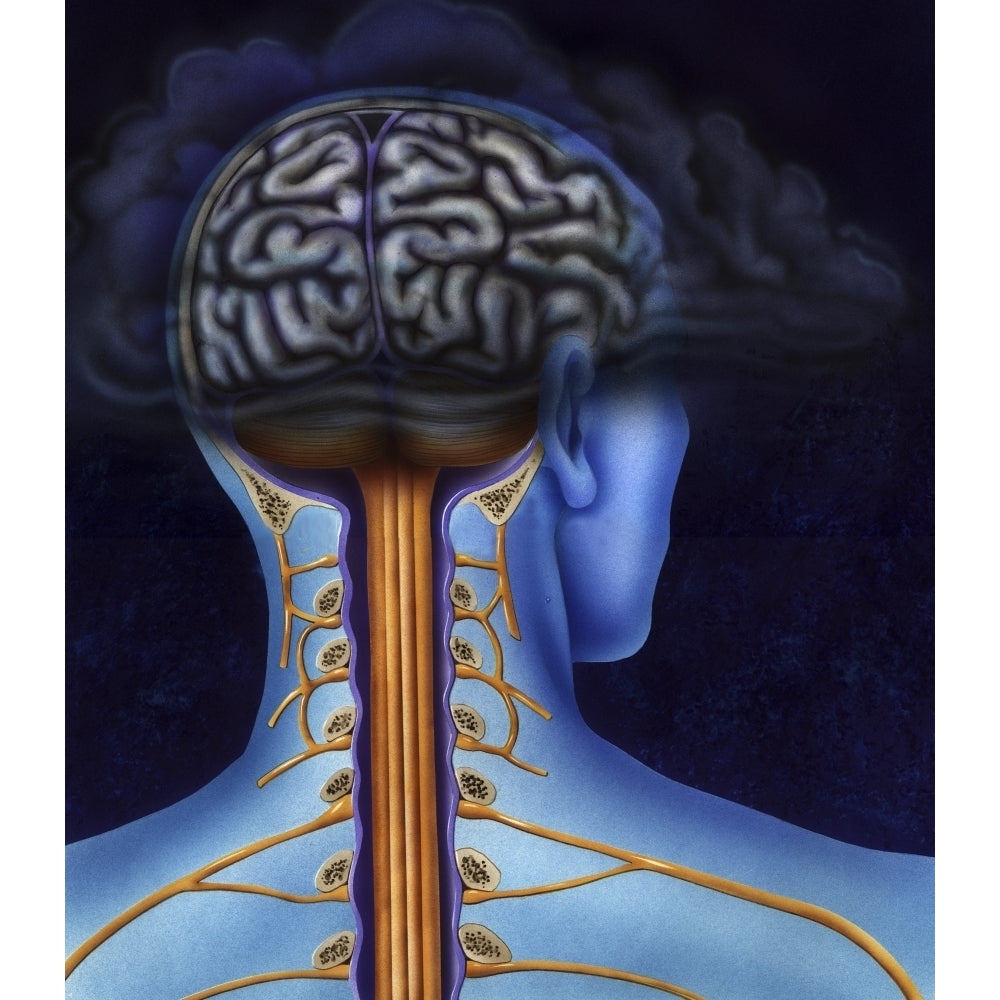 Back of brain and spinal cord with head in dark cloud indicating depression. Poster Print by TriFocal Communications/Sto Image 2