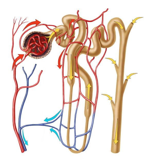 Nephron detail the functional unit of excretion in the human kidney Poster Print by TriFocal Communications/Stocktrek I Image 1