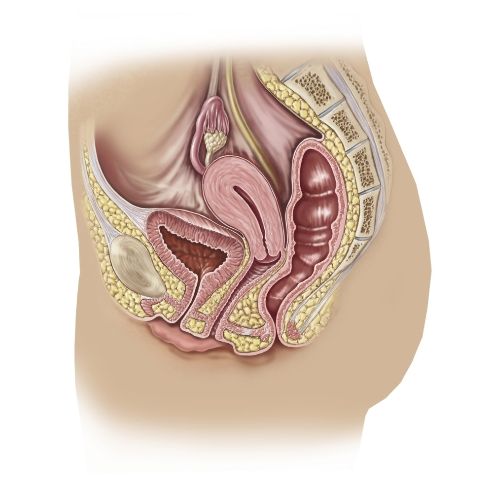 Female reproductive anatomy on white background. Poster Print by TriFocal Communications/Stocktrek Images Image 1