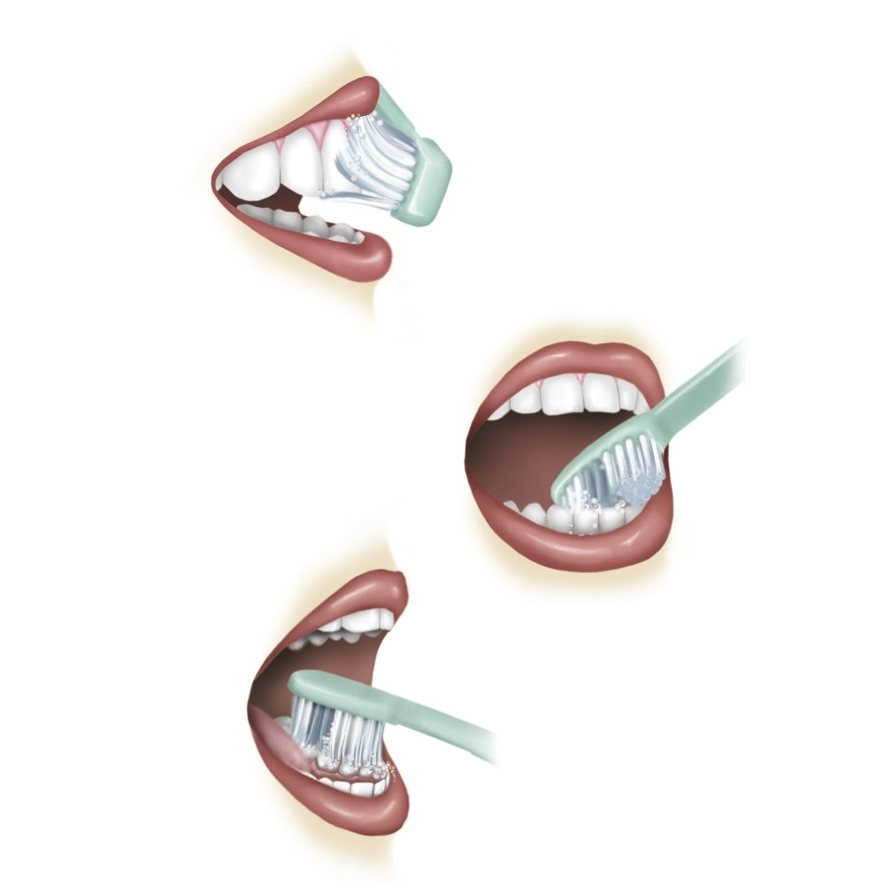 Three steps of proper tooth brushing. Poster Print by TriFocal Communications/Stocktrek Images Image 1