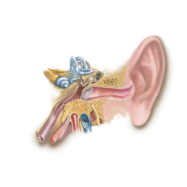 Anatomy of human ear Poster Print by TriFocal Communications/Stocktrek Images Image 1