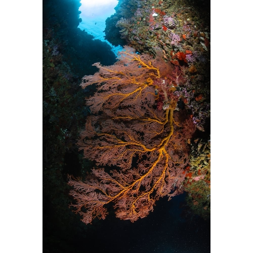 Sea fan and soft coral Fiji Poster Print Image 2