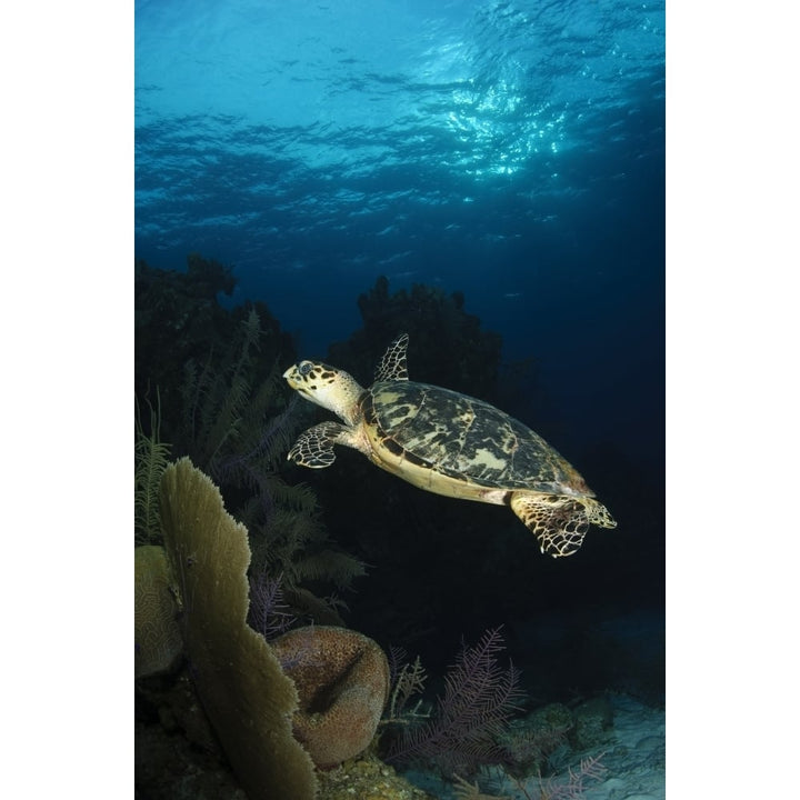 Hawksbill sea turtle swimming over reef Belize Poster Print Image 1