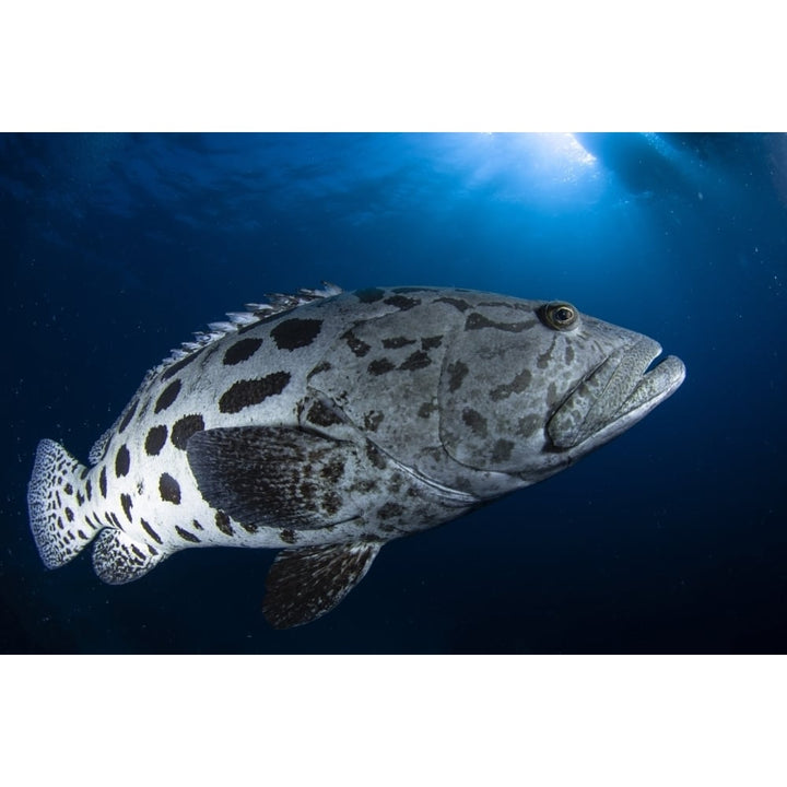 Potato grouper Australia Poster Print Image 1