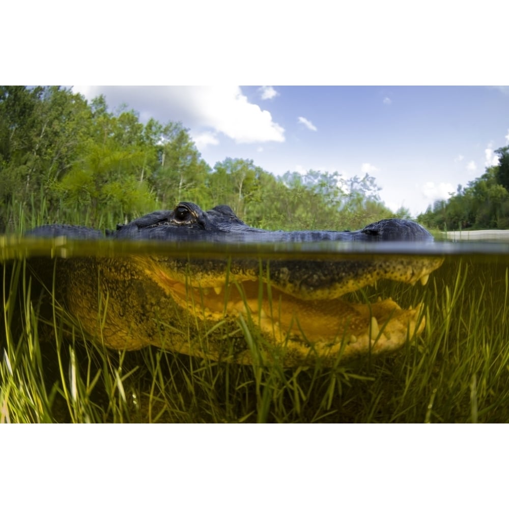 Split level view of an American Alligator Florida Everglades Poster Print Image 2