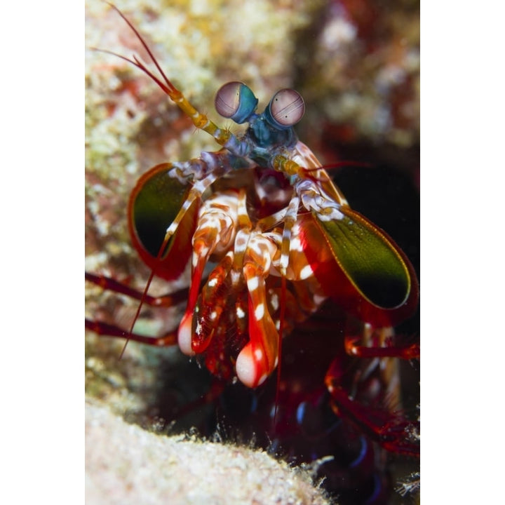 Mantis Shrimp Australia Poster Print Image 1