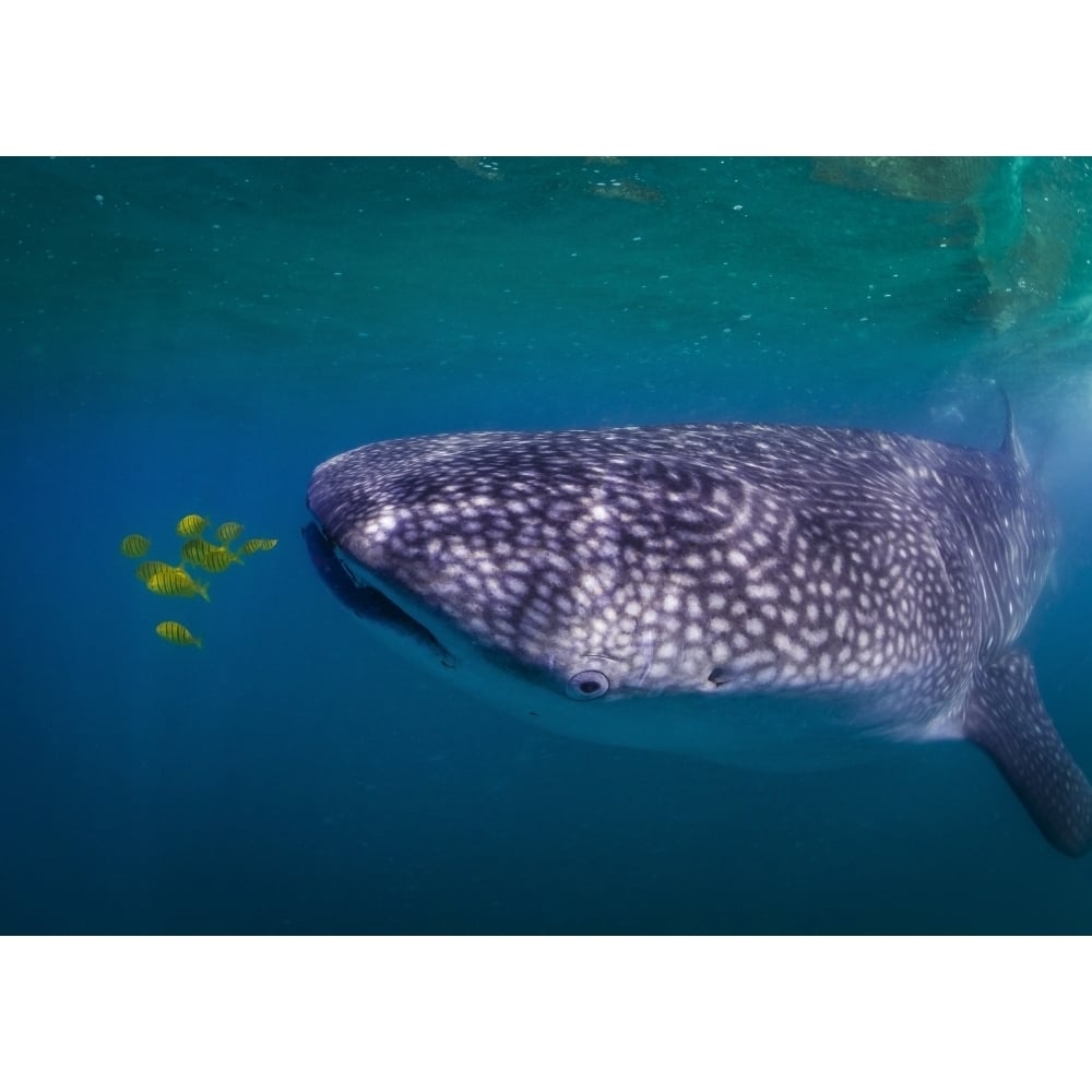 Whale Shark feeding on fish La Paz Mexico Poster Print Image 2