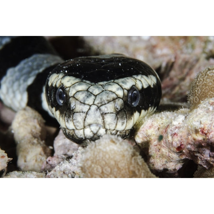 Black and White Sea Krait Indonesia Poster Print Image 1