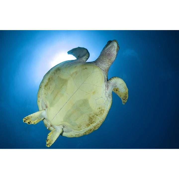 Hawksbill Sea Turtle belly Australia Poster Print Image 1