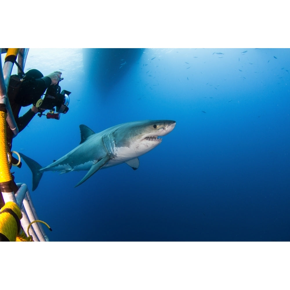 Photographer taking a picture of a male great white shark Poster Print Image 1