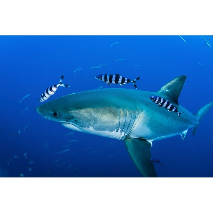 Male great white shark and pilot fish Guadalupe Island Mexico Poster Print Image 1