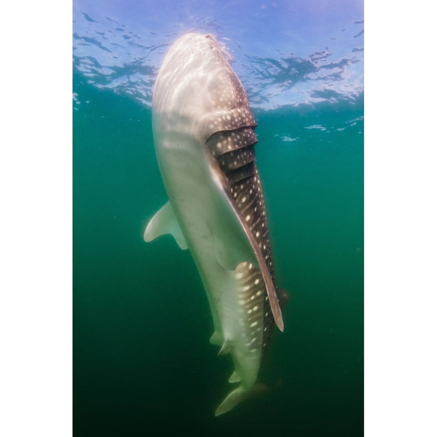 Whale Shark La Paz Mexico Poster Print Image 1