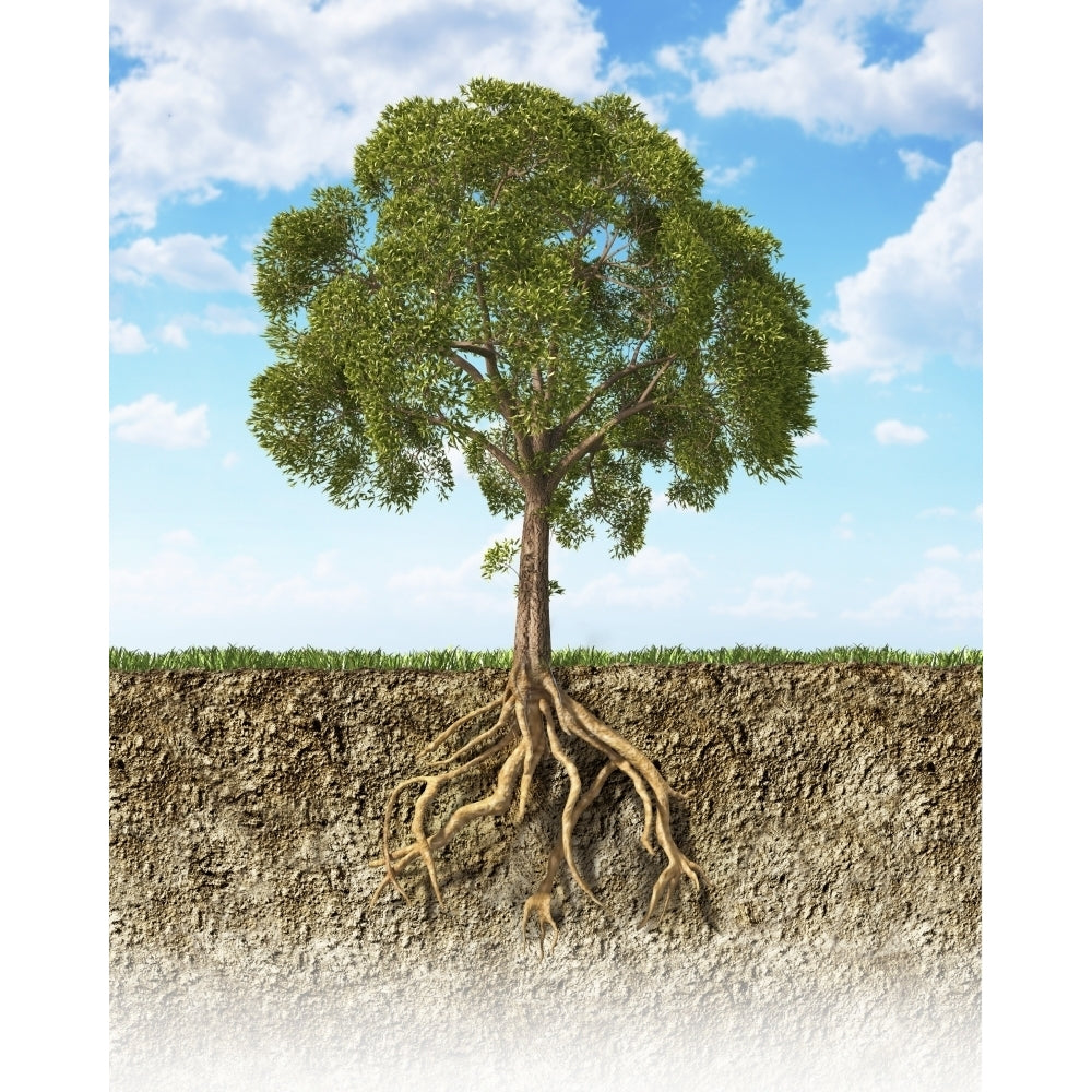 Cross section of soil showing a tree with its roots Poster Print Image 2