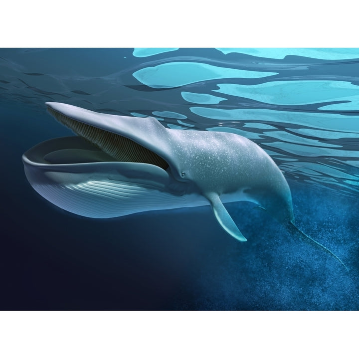 Blue whale underwater with caustics on surface Poster Print Image 2