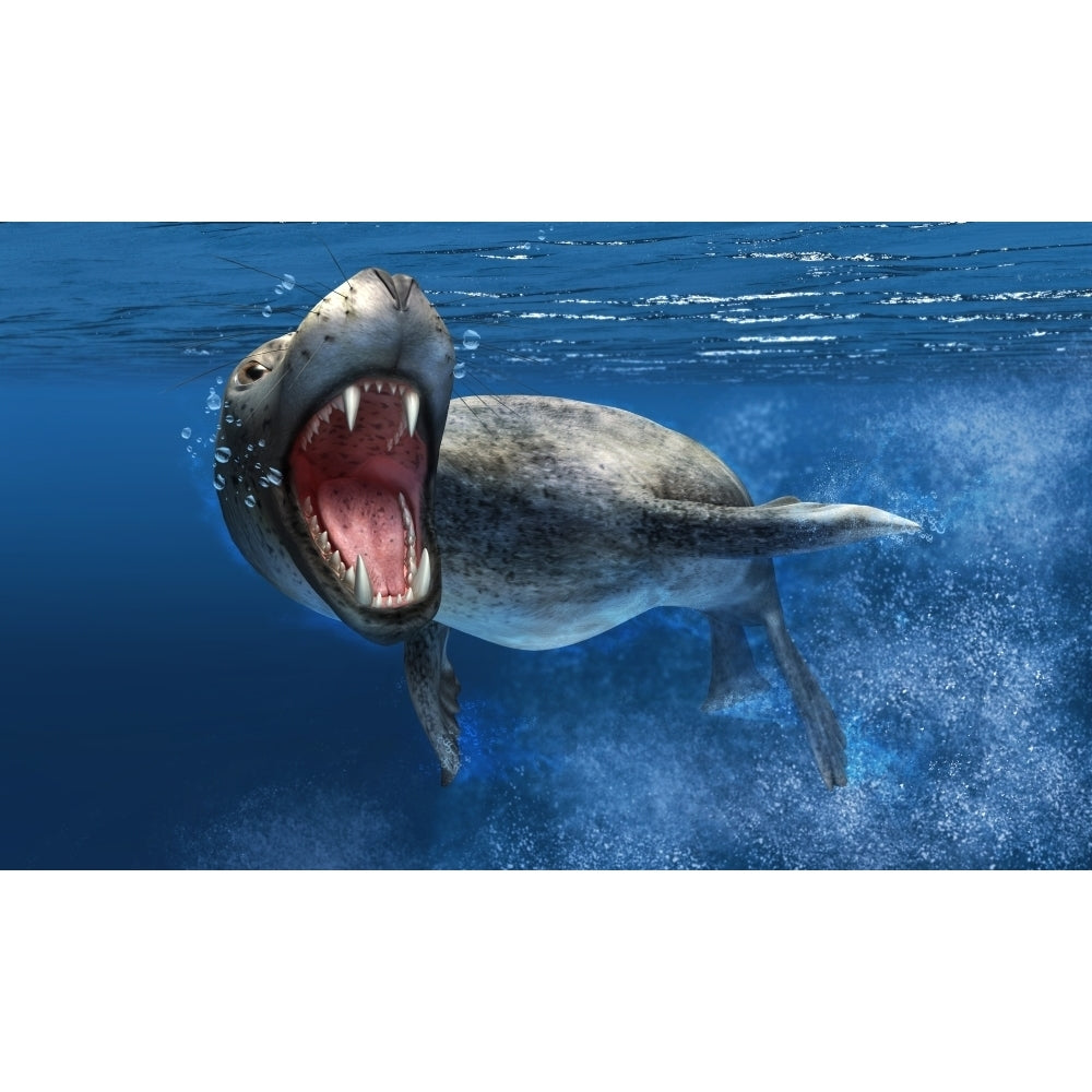 Leopard seal swimming underwater showing its sharp teeth Poster Print Image 1