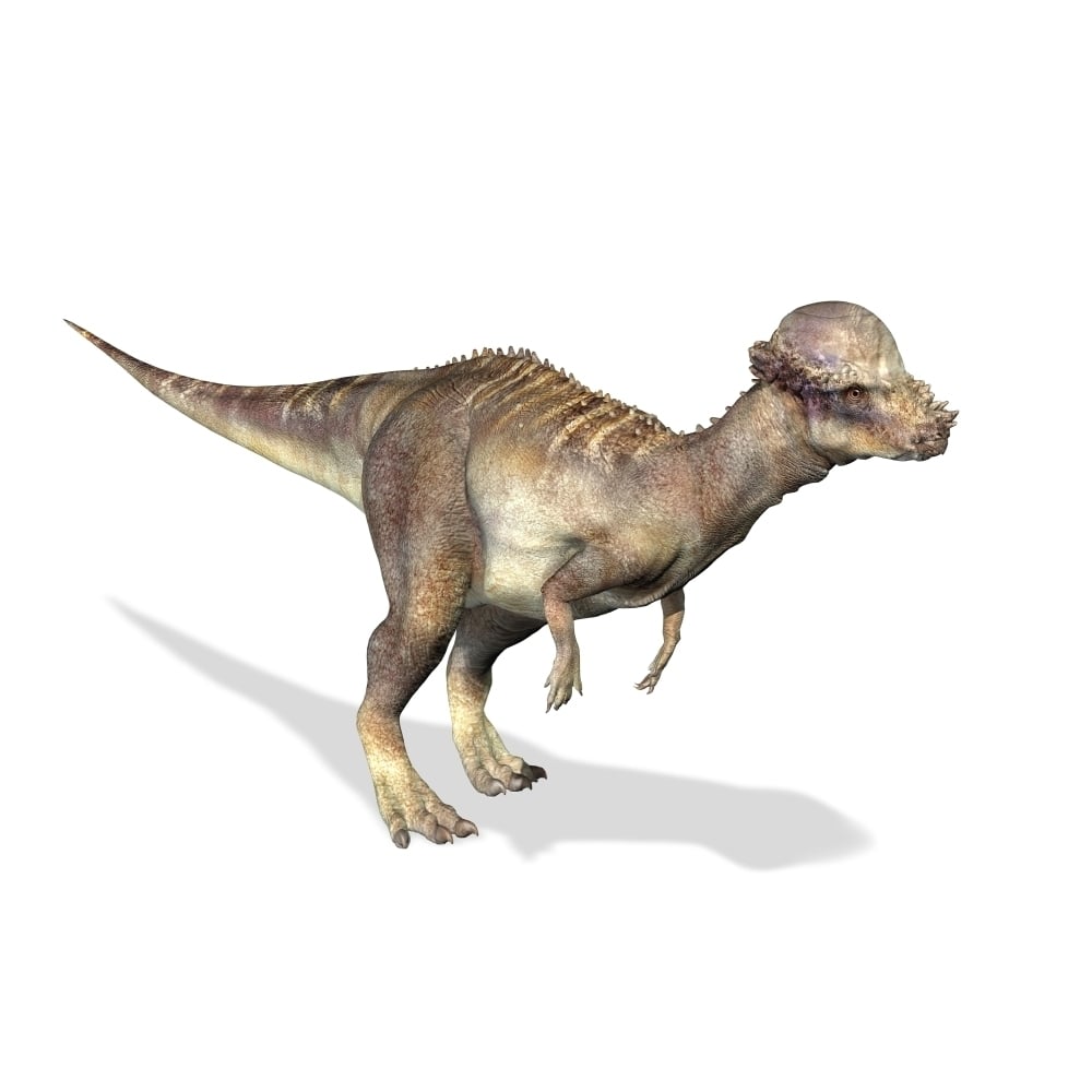 3D rendering of a Pachycephalosaurus dinosaur Poster Print Image 2