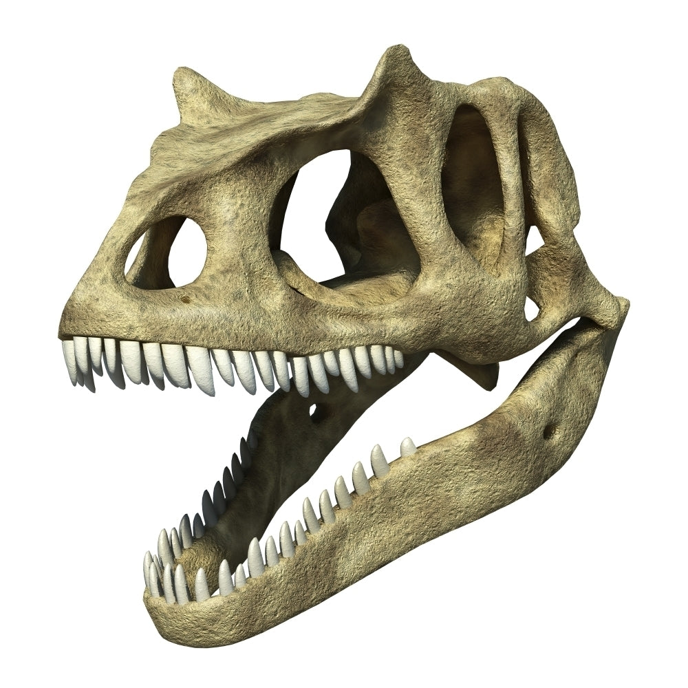 3D rendering of an Allosaurus skull Poster Print Image 1