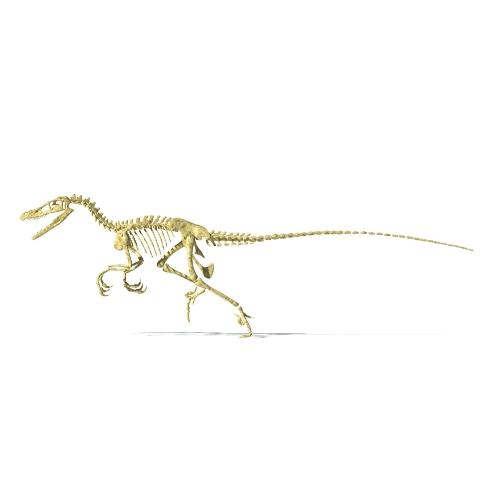 3D rendering of a Velociraptor dinosaur skeleton Poster Print Image 2