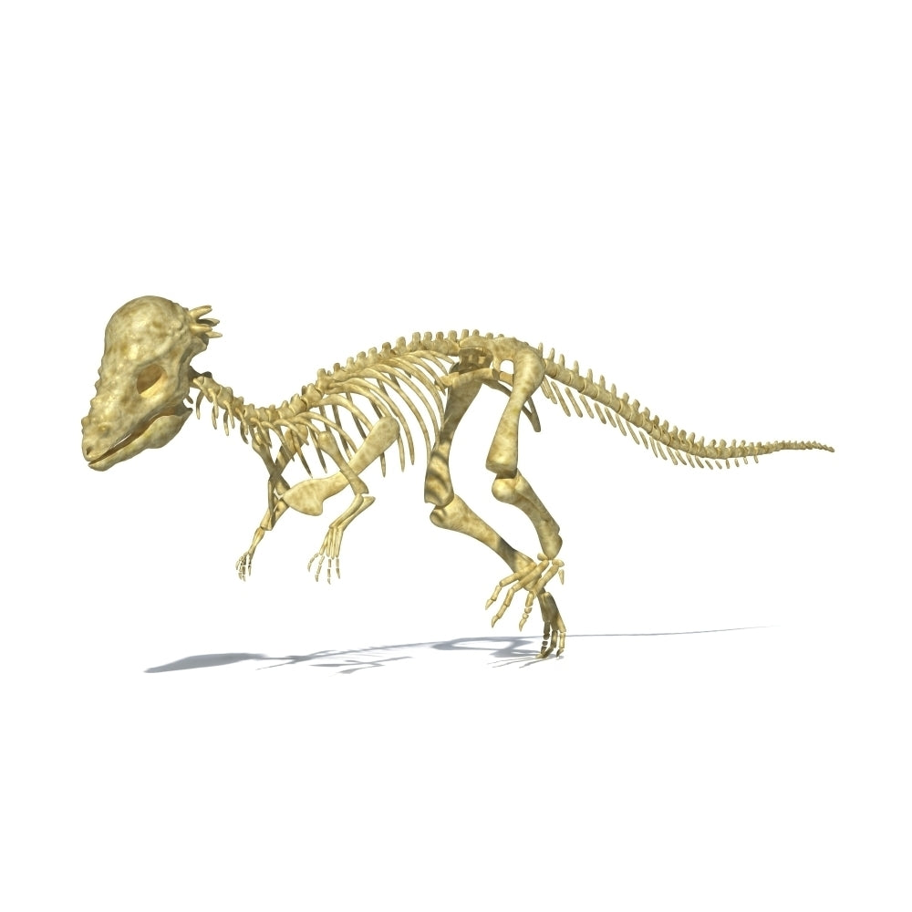 3D rendering of a Pachycephalosaurus dinosaur skeleton Poster Print Image 1