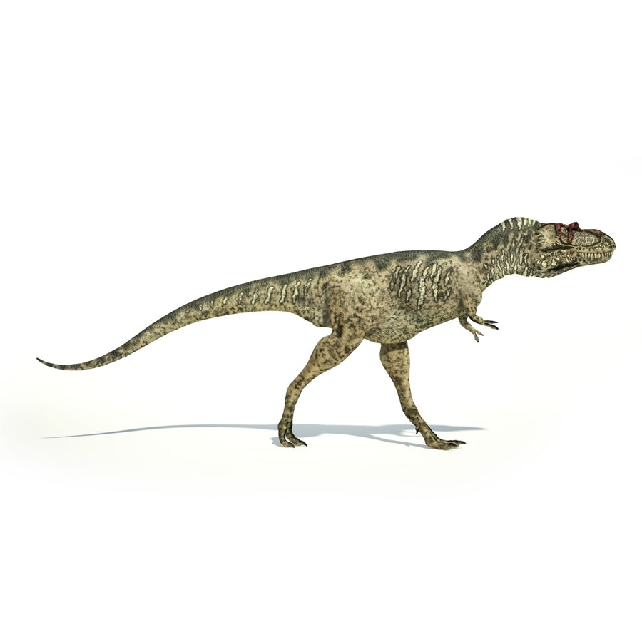 Albertosaurus dinosaur on white background Poster Print Image 1