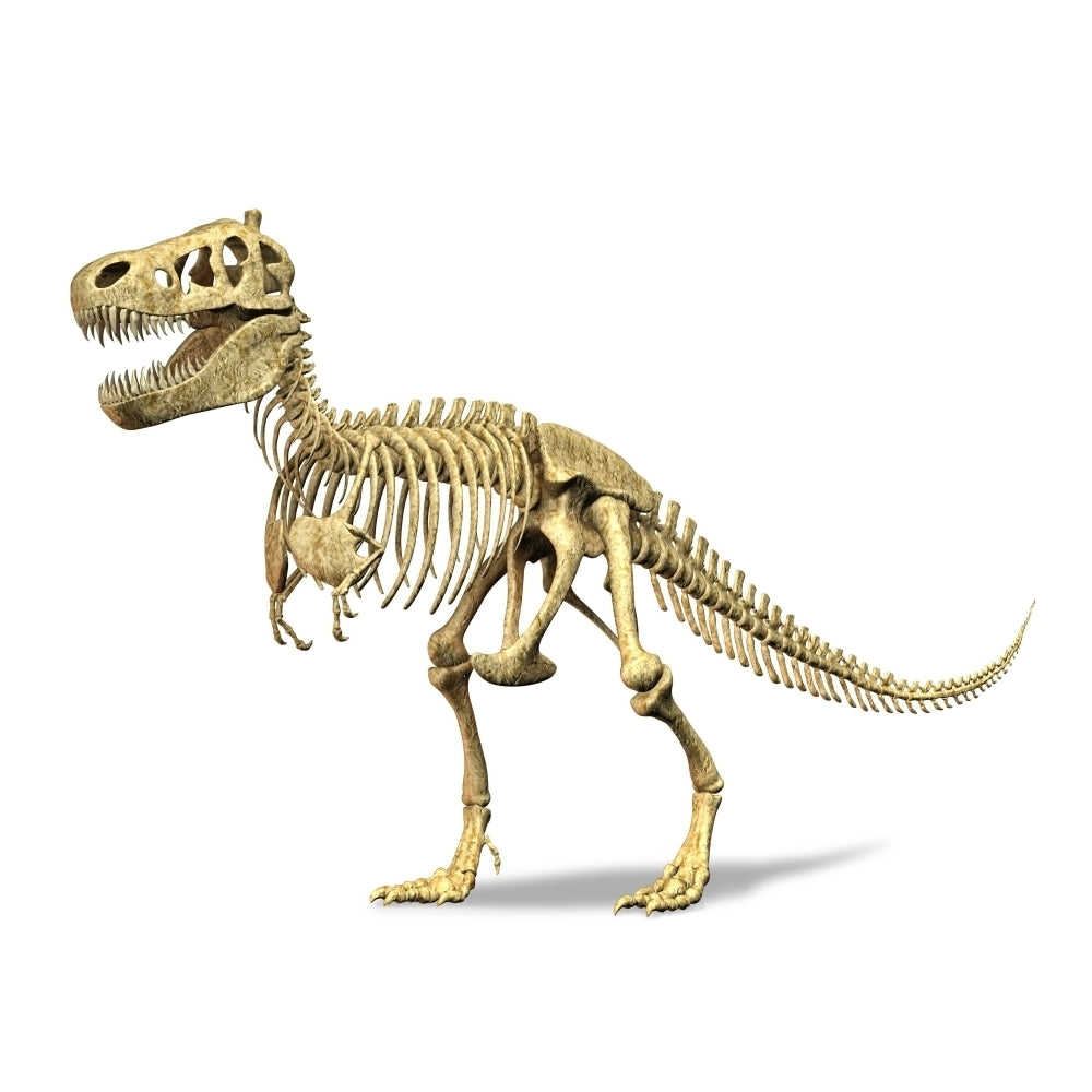 3D rendering of a Tyrannosaurus Rex dinosaur skeleton Poster Print Image 1