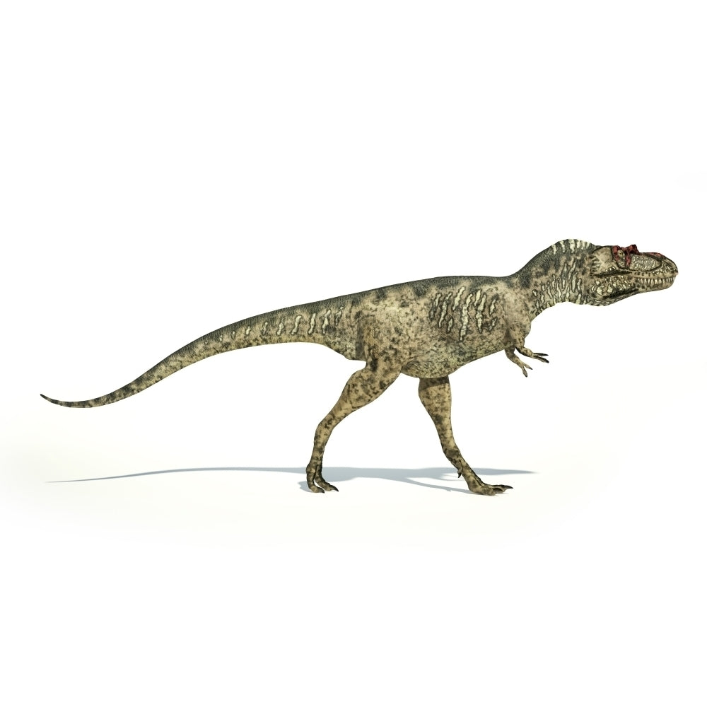 Albertosaurus dinosaur on white background Poster Print Image 2