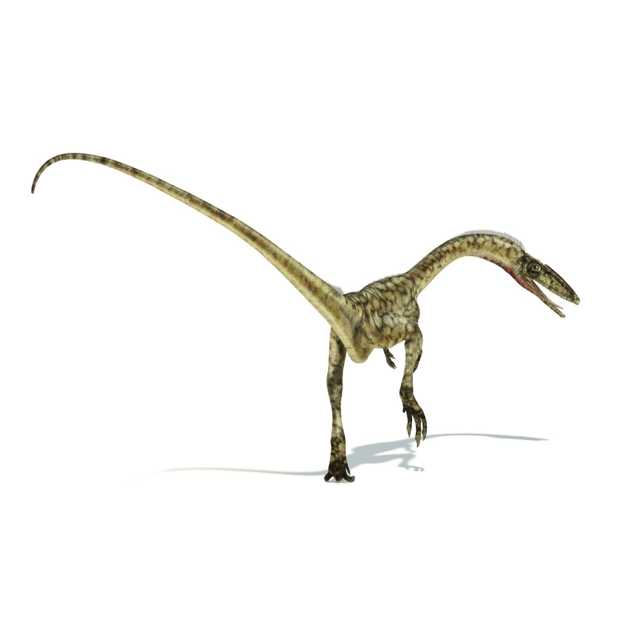 Coelophysis dinosaur on white background Poster Print Image 1