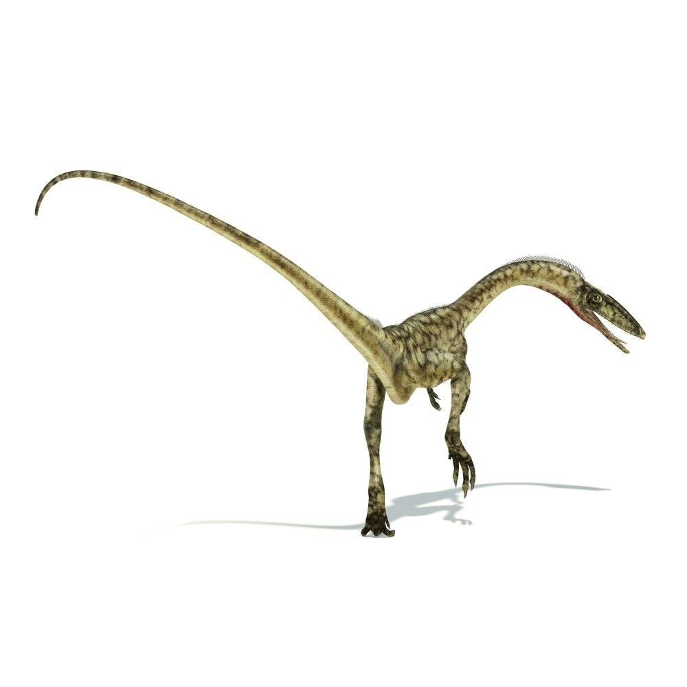 Coelophysis dinosaur on white background Poster Print Image 2