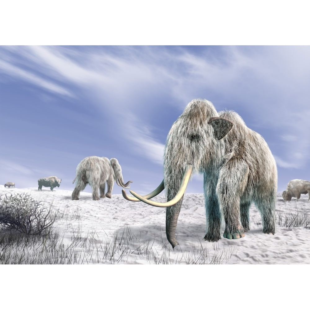 Two Woolly Mammoths in a snow covered field with a few bison Poster Print Image 1