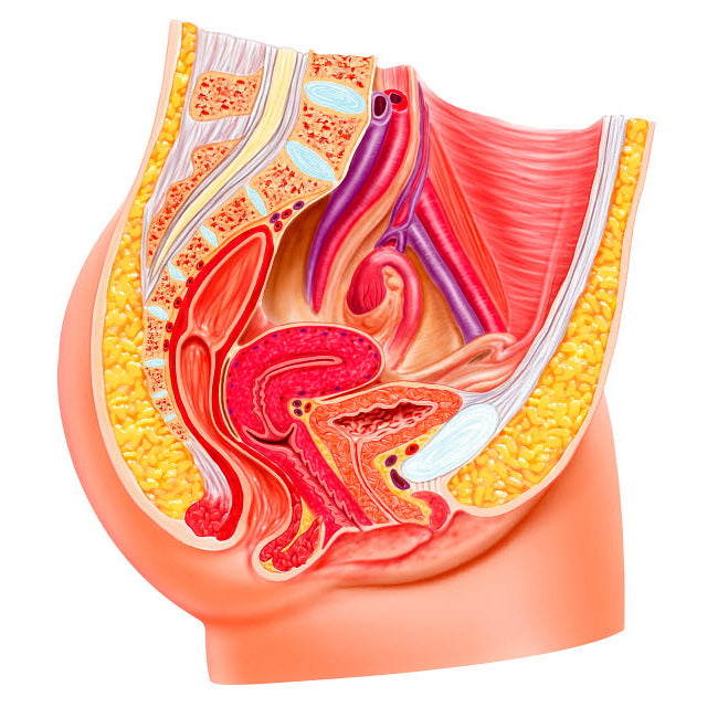 Anatomy of female reproductive system Poster Print by Leonello Calvetti/Stocktrek Images Image 1