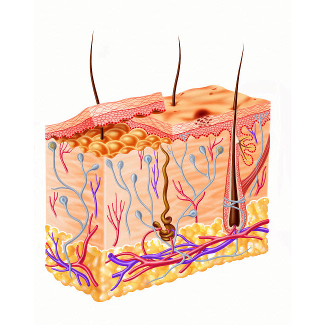 Diagram showing anatomy of human skin Poster Print by Leonello Calvetti/Stocktrek Images Image 1