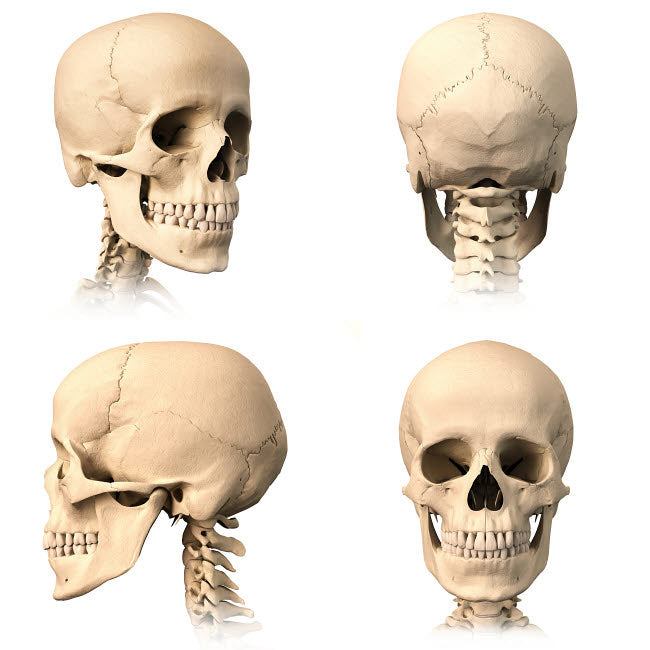 Anatomy of human skull from different angles Poster Print by Leonello Calvetti/Stocktrek Images Image 1