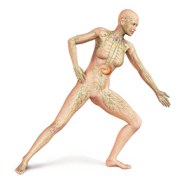 Female body in dynamic posture with lymphatic system superimposed Poster Print by Leonello Calvetti/Stocktrek Images Image 2