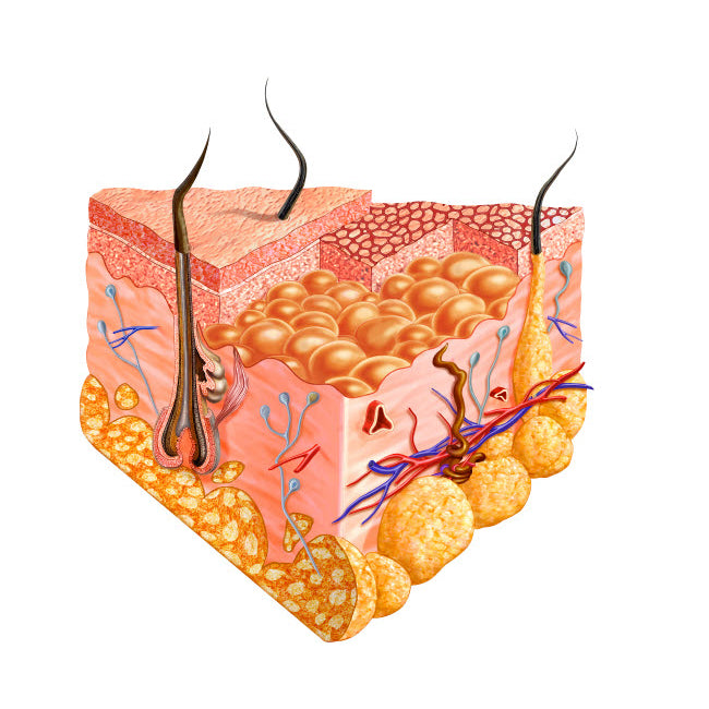 Detailed cutaway diagram of human skin Poster Print by Leonello Calvetti/Stocktrek Images Image 1