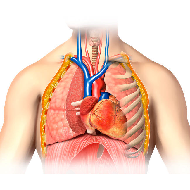 Male chest anatomy of thorax with heart veins arteries and lungs Poster Print by Leonello Calvetti/Stocktrek Images Image 1