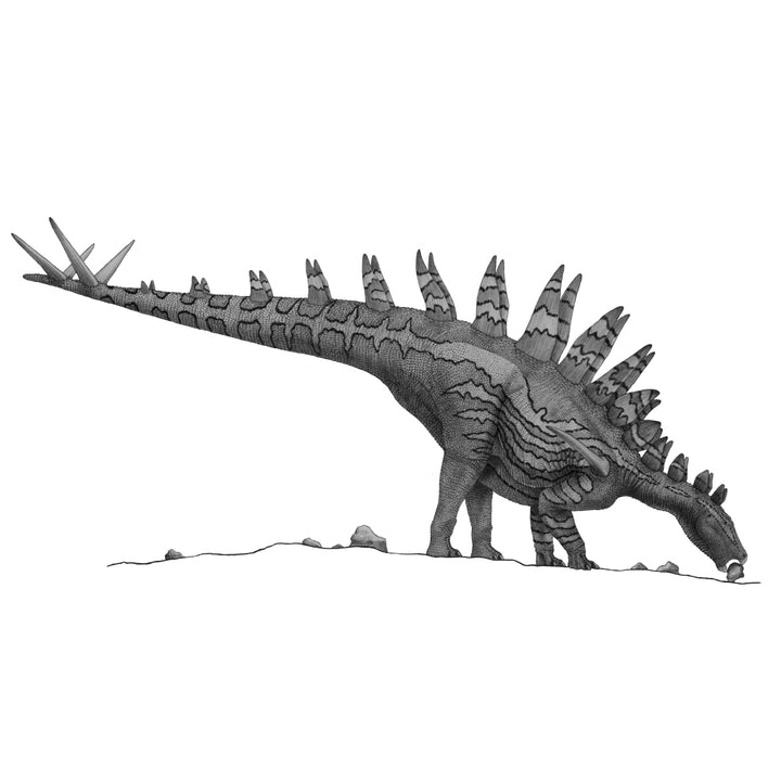 Pencil drawing of Tuojiangosaurus trying to ingest small rocks Poster Print Image 1