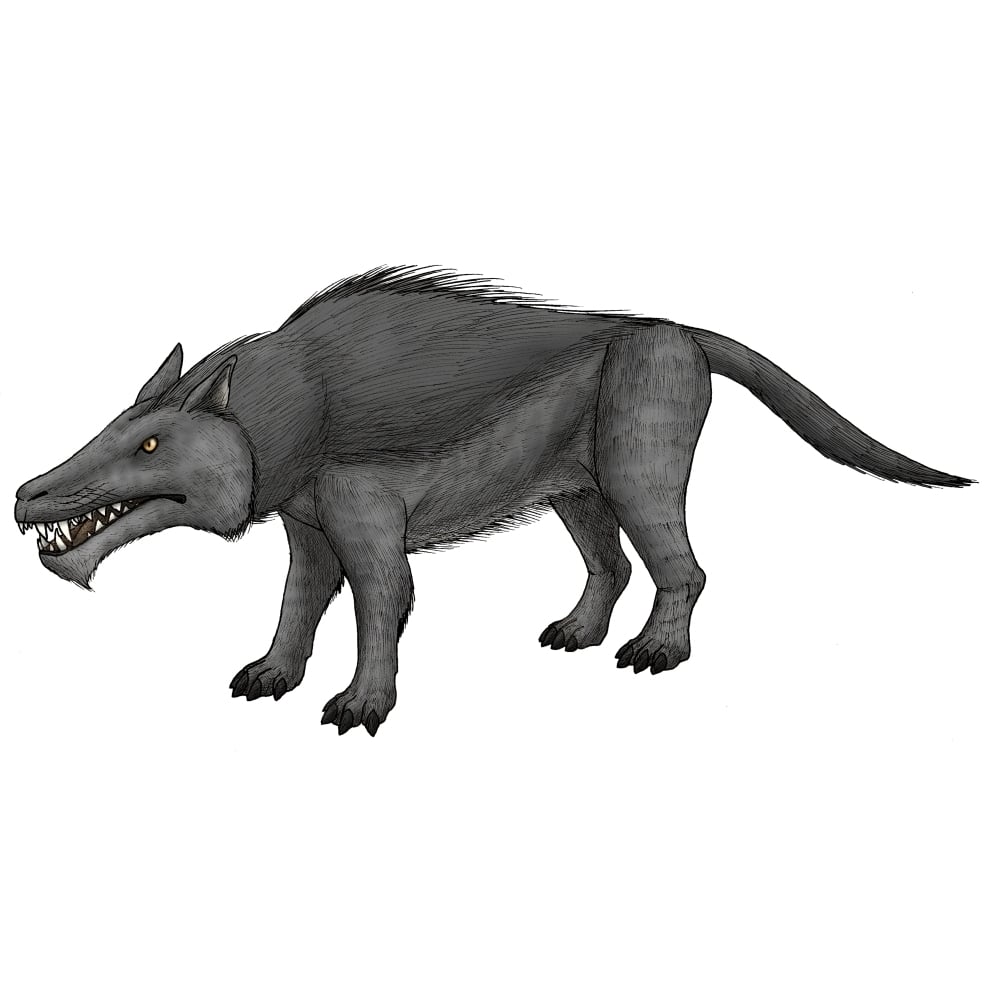 Andrewsarchus an ungulate mammal from the Eocene epoch Poster Print Image 2