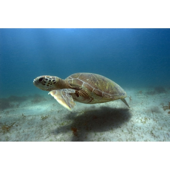 Green sea turtle Brazil Atlantic Ocean. Poster Print by VWPics/Stocktrek Images Image 1