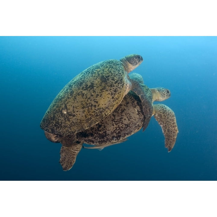 Two green sea turtles mating Sipidan Island Malaysia. Poster Print by VWPics/Stocktrek Images Image 1