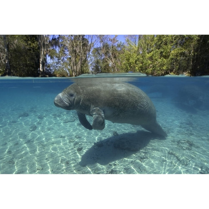 Florida manatee swimming in the Crystal River Florida. Poster Print by VWPics/Stocktrek Images Image 2