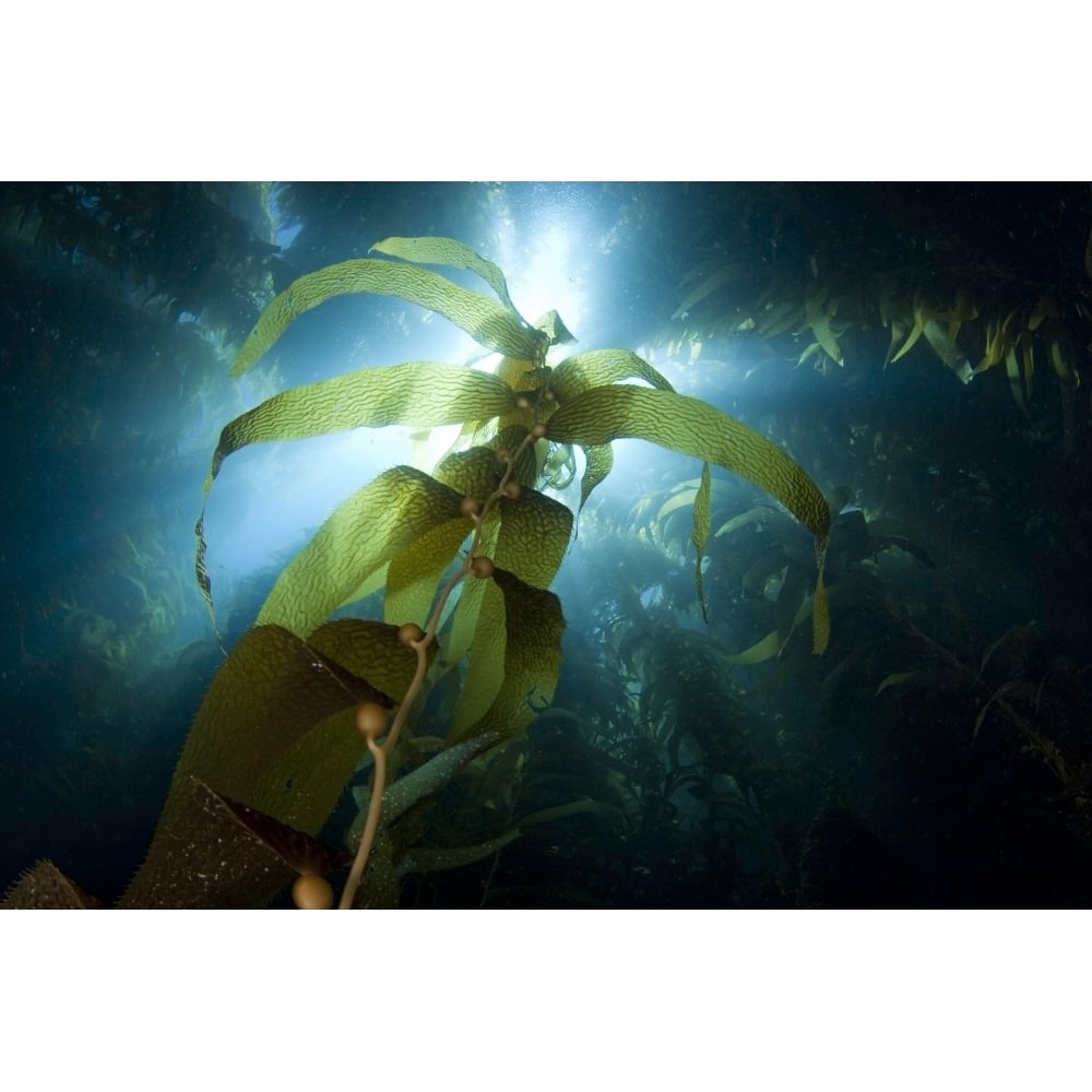 Sunlight streaming through a forest of giant kelp off Catalina Island California. Poster Print by VWPics/Stocktrek Imag Image 2