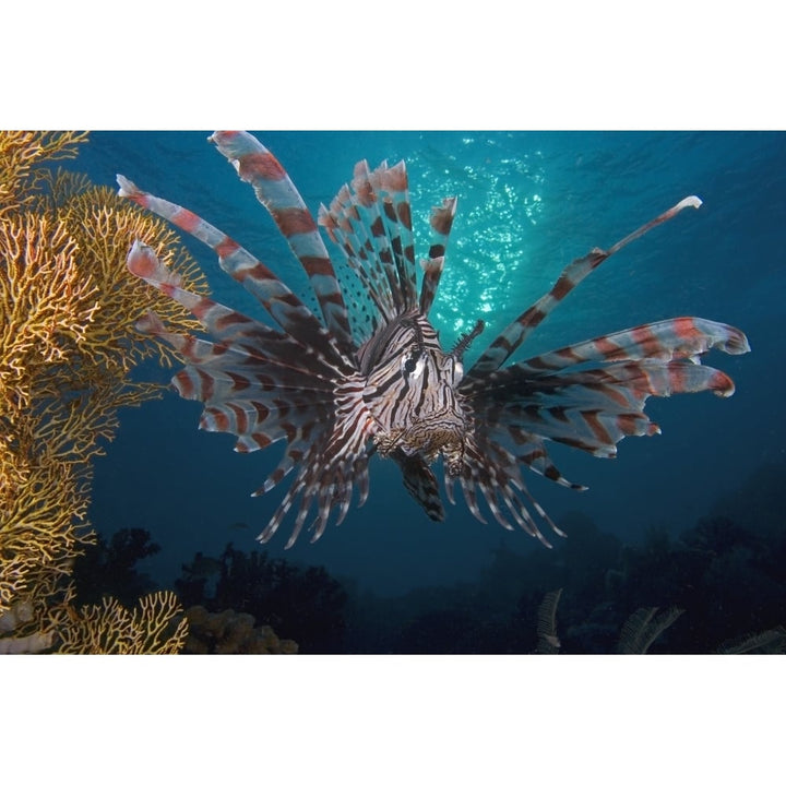 Lionfish Pterois volitans Indonesia. Poster Print by VWPics/Stocktrek Images Image 2