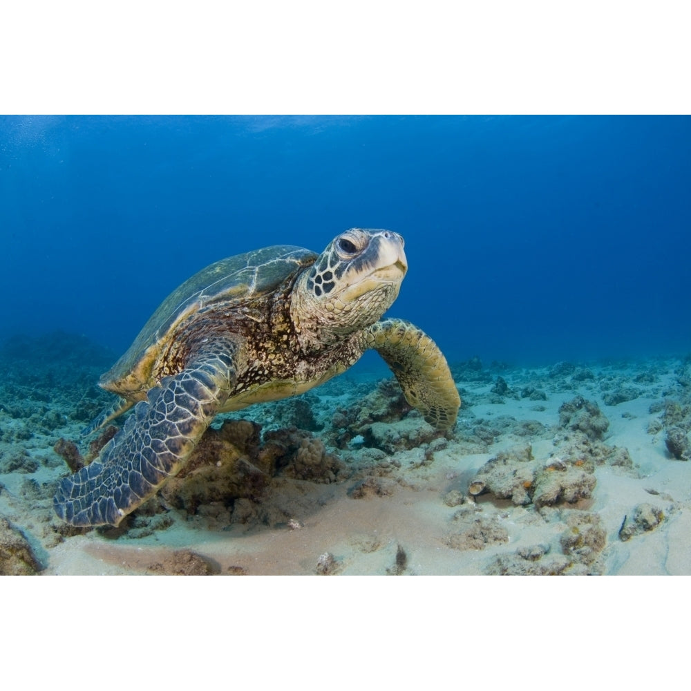 An endangered green sea turtle in the blue waters of Hawaii. Poster Print by VWPics/Stocktrek Images Image 2