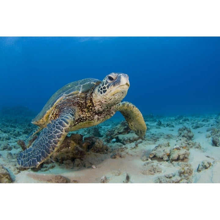 An endangered green sea turtle in the blue waters of Hawaii. Poster Print by VWPics/Stocktrek Images Image 1