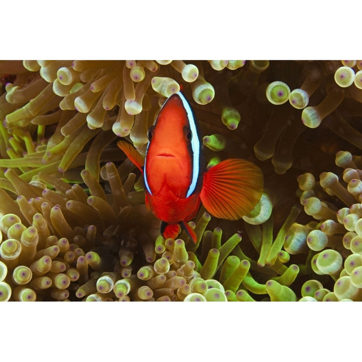 A pair of bridled anemonefish in bubble-tip sea anemone Philippines. Poster Print by VWPics/Stocktrek Images Image 2