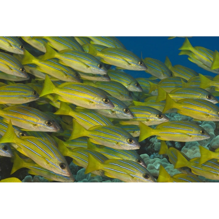 A school of bluestripe snapper in Hawaiian waters. Poster Print by VWPics/Stocktrek Images Image 2